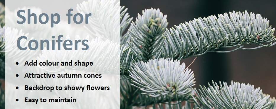 Shop for conifers banner